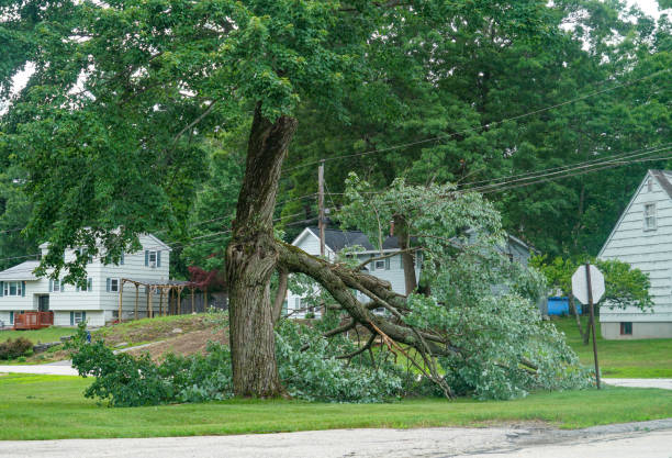 Trusted Doe Valley, KY  Tree Services Experts